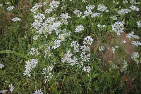 Orlaya White Lace Flower